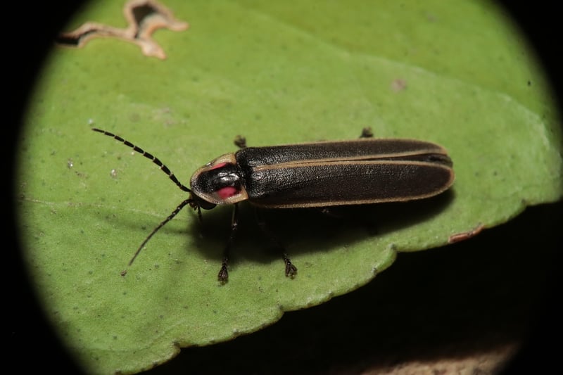 Firefly Send-off