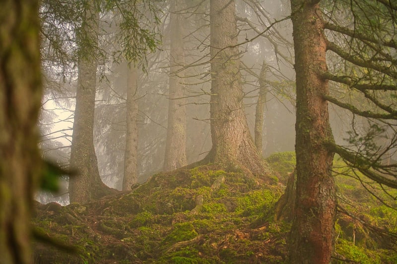 Mystical Woods
